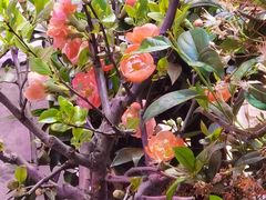-花鸟鱼虫鲜花绿植市场(玉泉路店)