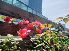 -THE CUT Rooftop顶楼牛排餐吧(环贸iapm店)