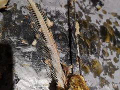 -老大烧烤旗舰店(建国路店)