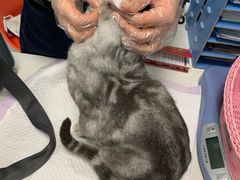 -纳吉亚猫专科动物医院博雅分院