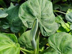 -北京植物园-展览温室