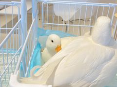 -怪兽屋·羊驼·猫咖·狗咖(俊华广场店)