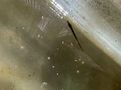 -上海大自然野生昆虫馆(东方明珠·爬宠昆虫探索中心)