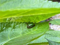 -西村咖啡店 (中山手本店)