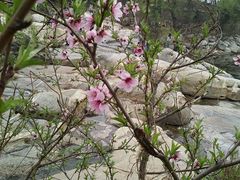 -熙顺紫菜包饭(三孔旅游区曲阜明故城店)