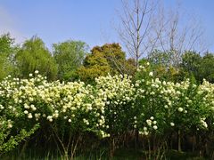 -西溪国家湿地公园