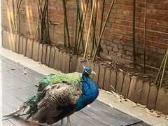 -春记潮汕牛肉火锅
