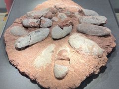 -大连自然博物馆·地球展厅
