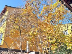 -龙华素斋(龙华路店)