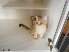 -东方名猫馆·英短金渐层布偶猫舍(环线广场1号楼店)