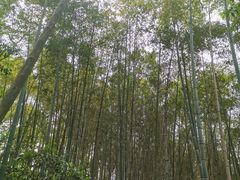 -上海佘山国家森林公园天马山园