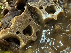 -香满锅老北京羊蝎子火锅·家常菜(新街口店)