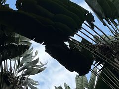 -中国科学院西双版纳热带植物园