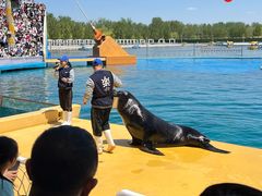 -秦皇岛乐岛海洋王国