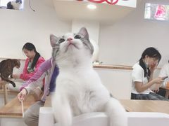 -李小姐の猫咖啡馆(五角场店)
