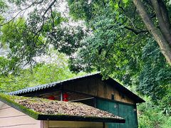 -天鹿湖森林公园