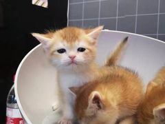 -70cat德文卷毛猫·缅因猫纯种猫舍