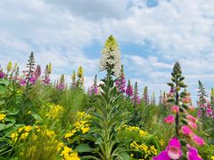-空港花田景区