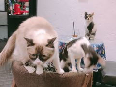 -猫色咖啡·猫咖