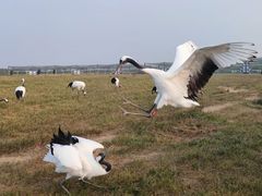-盐城丹顶鹤湿地生态旅游区