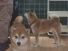 -是阿柴呀！柴犬咖啡·爱喵喵猫咖