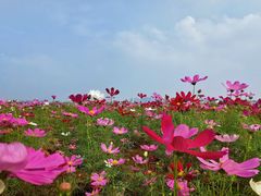 -羚羊峡古栈道森林公园