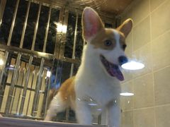 -1013 PET SHOP 宠物商店(近铁城市广场店)