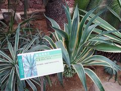-石家庄市植物园