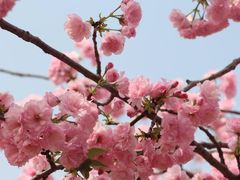 -天适樱花悠乐园