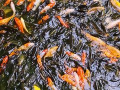 -珠海圆明新园