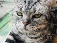 -猫和宫(六道口店)