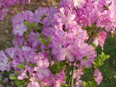 -瑶湖郊野森林公园