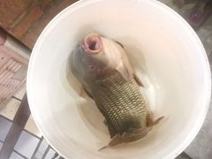 -万里闯关东铁锅炖菜馆(高新旗舰店)