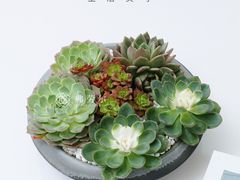 -弗劳尔花艺坊(龙涛店)