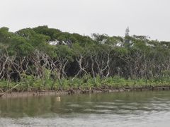 -东寨港红树林旅游区