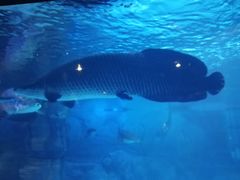 -烟台海昌鲸鲨海洋公园