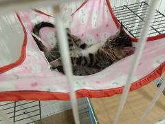 -彩虹桥宠物火化殡葬善终服务(金乐大厦店)