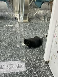 -飞梵造型