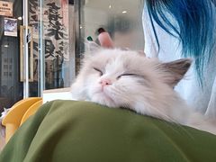 -有喵·猫咖·狗咖·30几只猫10只小狗(岗厦店)