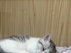 -屋虎猫馆(宝安大仟里店)