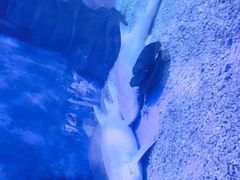 -多彩贵州城极地海洋世界