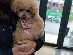 -爱侣宠医·鹦鹉专科·小型哺乳类·异宠专科(灵石路店)