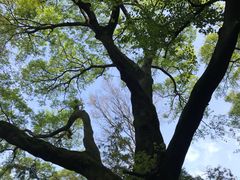 -西湖风景区十里琅珰-五云山