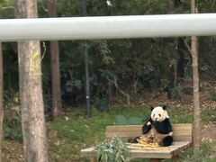 -广州长隆野生动物世界