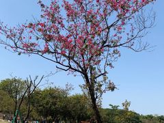 -东莞植物园