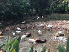 -广州长隆飞鸟乐园