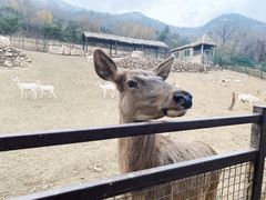 -青岛森林野生动物世界