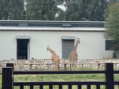 -北京野生动物园