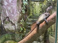 -上海大自然野生昆虫馆(东方明珠·爬宠昆虫探索中心)