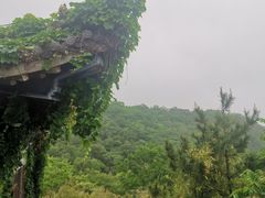 -石老人观光园